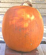 Pepo Pumpkin