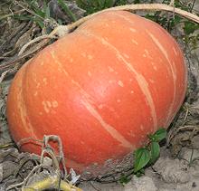 Red Pumpkin