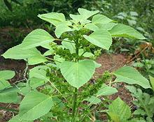 Indian Nettle Leaves & Flowers