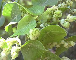 Macaranga Leaves & Flowers