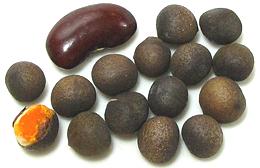 Azafrán de Bolita Seeds