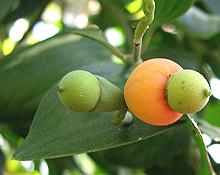 Berries on Shrub