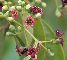 Flowering Plant