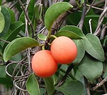 Fruits on Branch