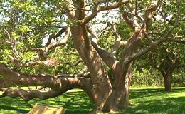 Gumbo Limbo Tree