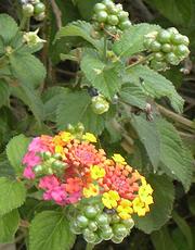 Flowers, Berries of Lantana