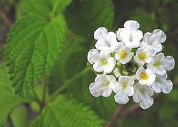 Flowering Mexican Oregano Plant