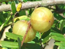 Indian Gooseberry Fruit and Leaves