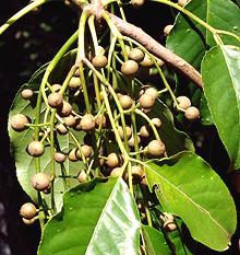 Bishop's Wood Fruit and Leaves