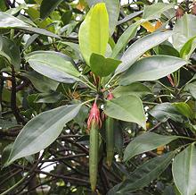 Bruguiera Leaves & Pods