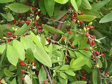 Coco Fruit on Leafy Tree