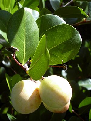 Coco Plum Fruit on Tree