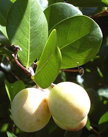 Cocoplum Fruit on Leafy Branch