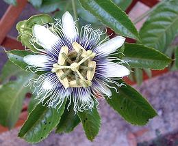 Passion Flower on Plant