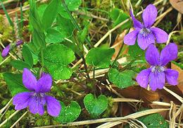 Violet Flowers