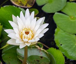 Water Lily Flower & Leaves