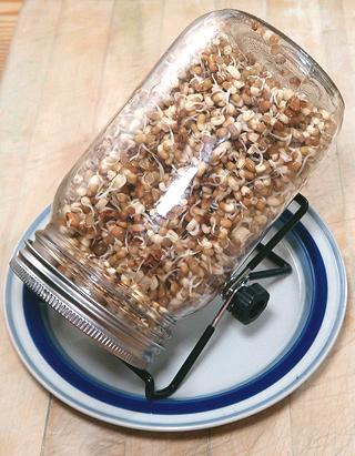 Sprouting Jar with 
Moth Beans