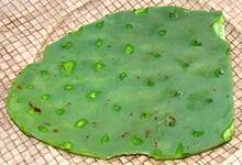 Prepared Cactus Pad