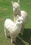 Llamas