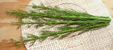 Stripped Huauzontle Seed Heads