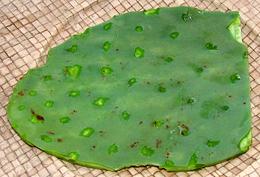 Prepared Cactus Pad